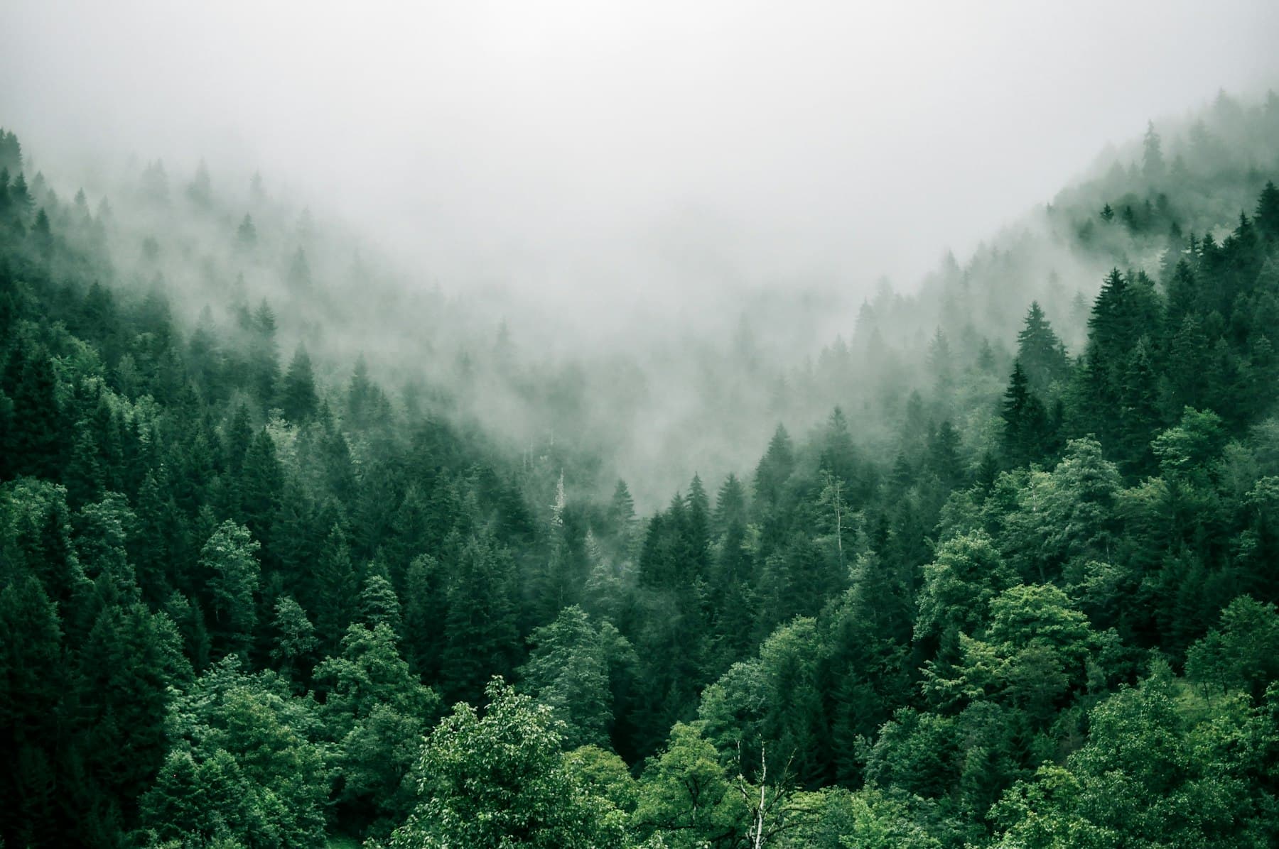 Fog resting on a forested hillside