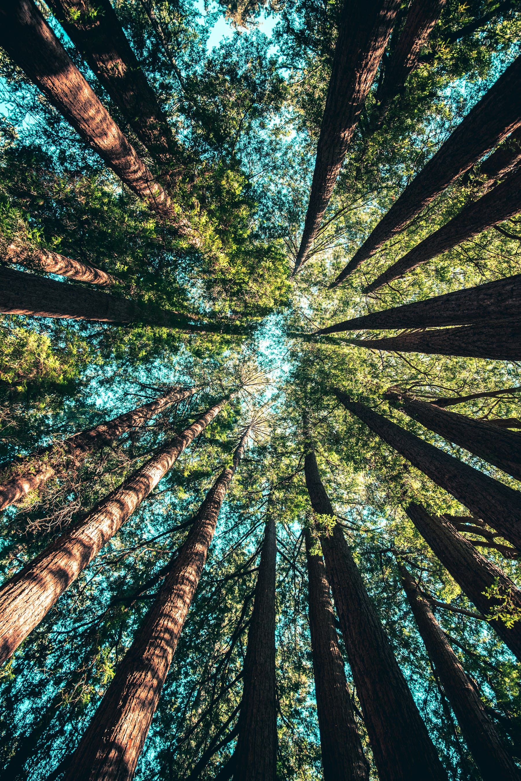 Looking straight up into tall tree trunks