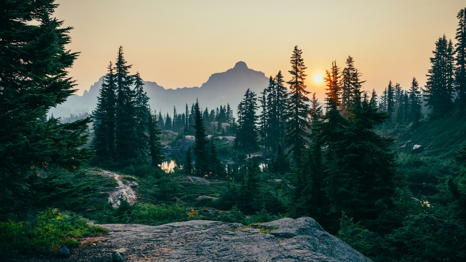 Pine trees at sunset, with rock in the foreground
